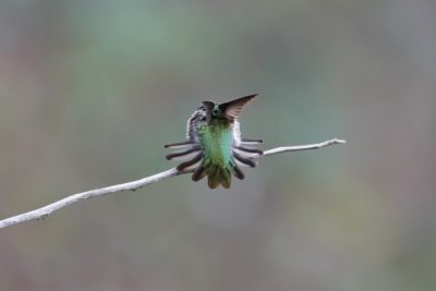 Anna's Hummingbird