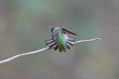 Anna's Hummingbird