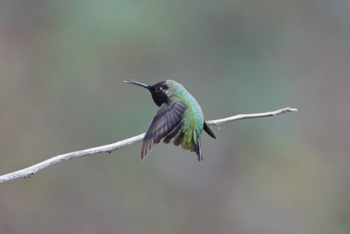 Anna's Hummingbird