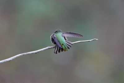 Anna's Hummingbird