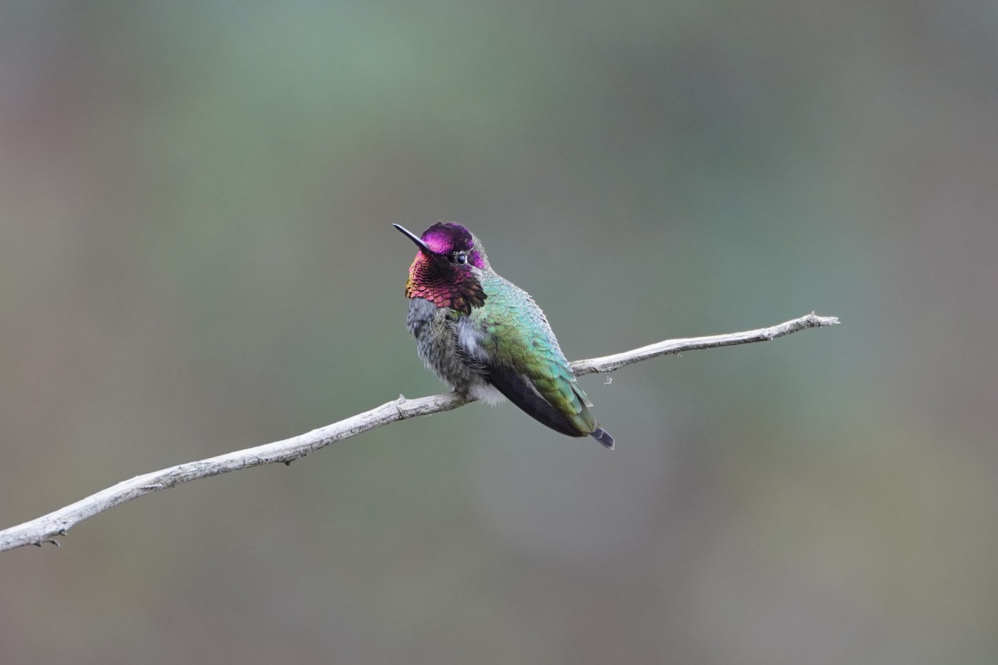 Anna's Hummingbird