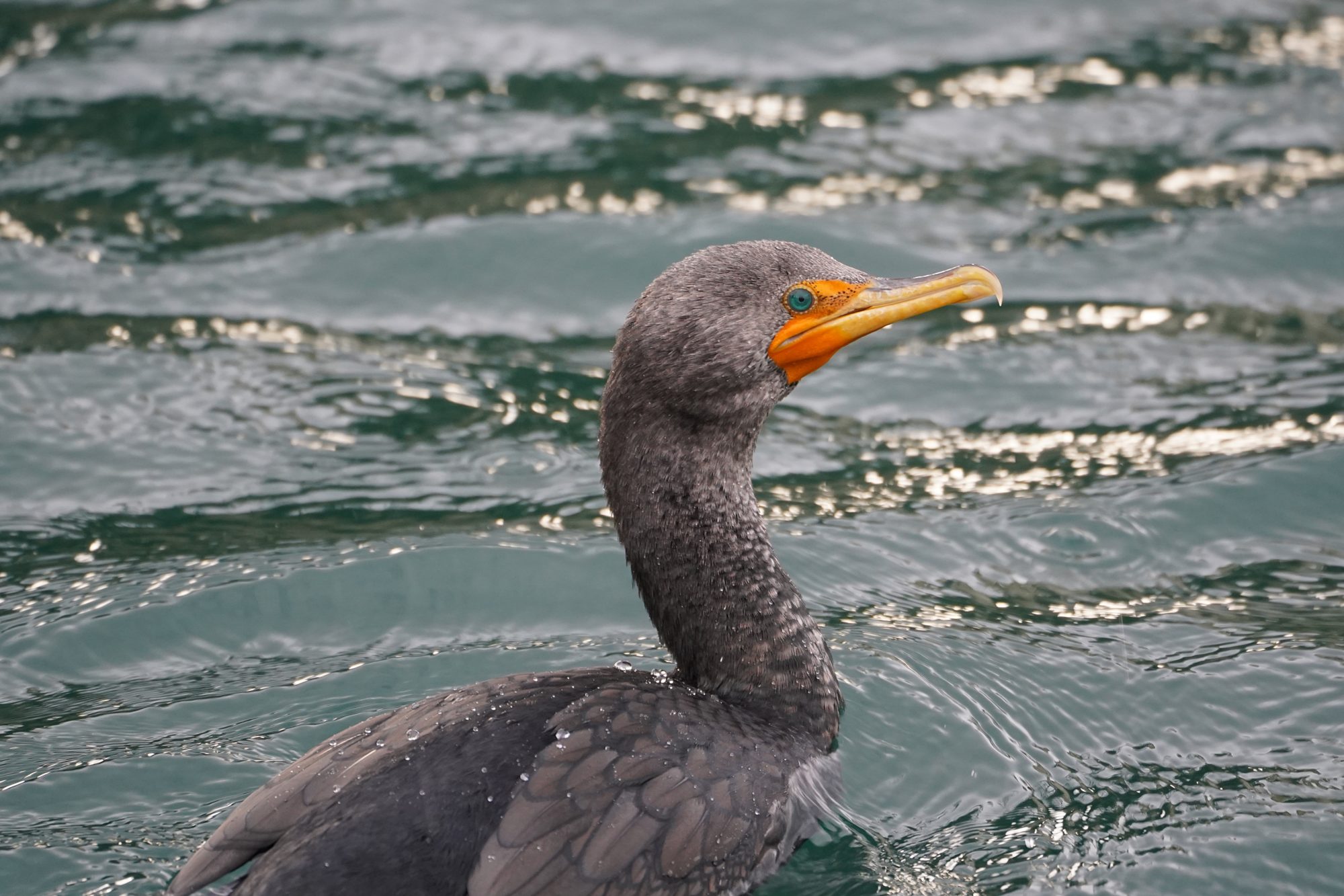 Double-crested Cormorant