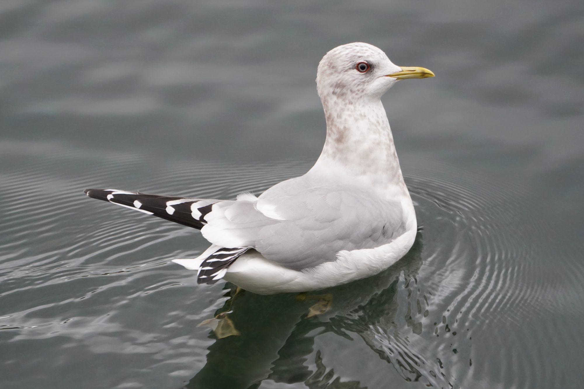 Short-billed Gull