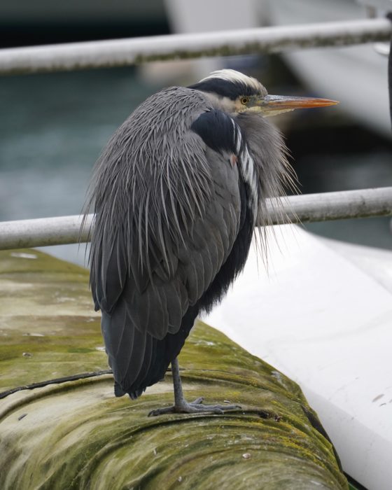 Great Blue Heron