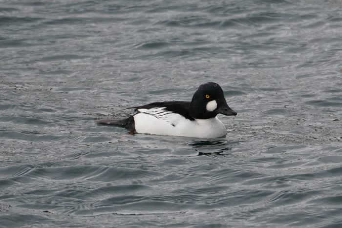 Common Goldeneye, male