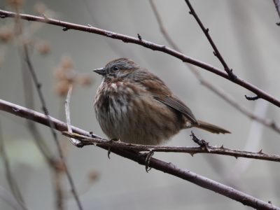 Song Sparrow