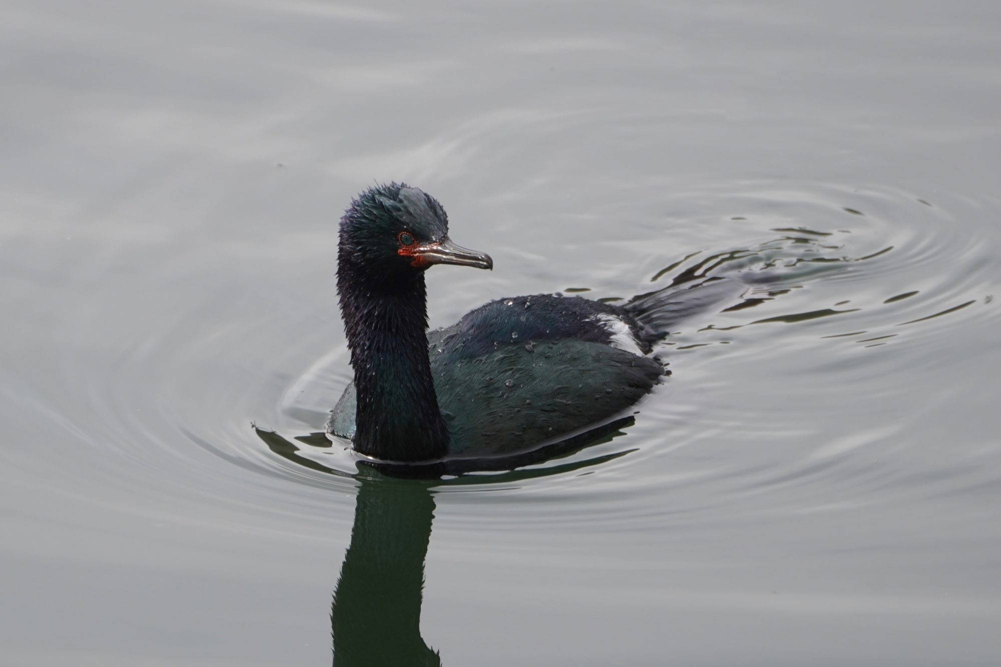 Pelagic Cormorant