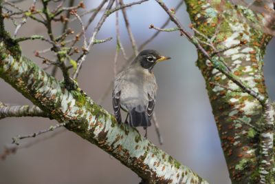 American Robin