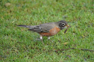 American Robin with worm