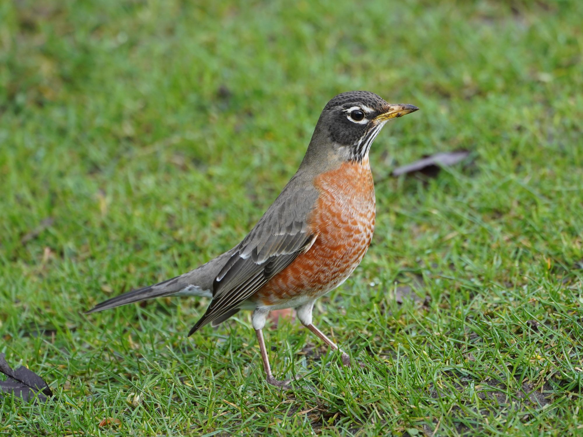 American Robin