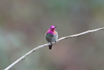 Anna's Hummingbird