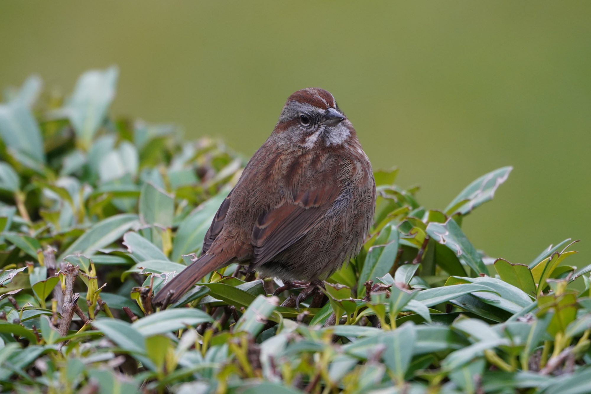 Song Sparrow