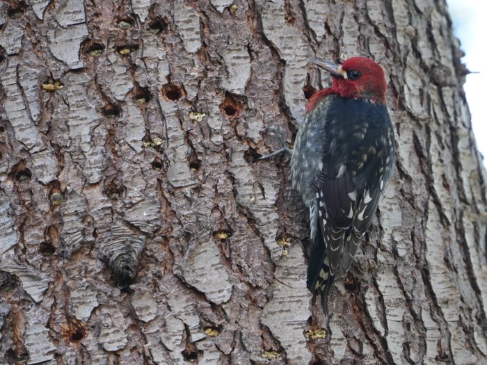 Red-breasted Sapsucker on a tree