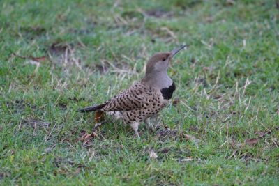 Northern Flicker, female