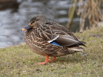 Mallard Duck, female