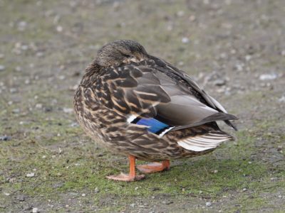 Mallard Duck, female