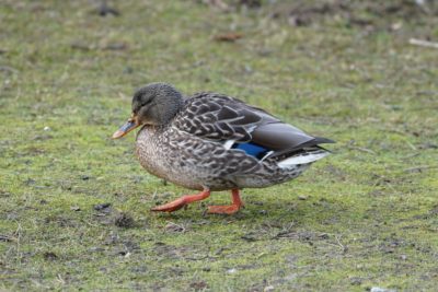 Mallard Duck, female