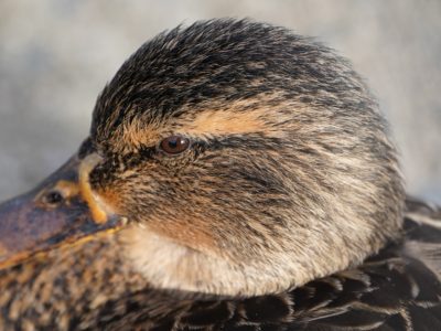 Mallard Duck