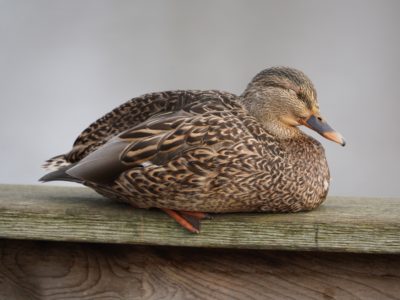 Mallard Duck