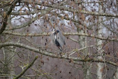 Great Blue Heron