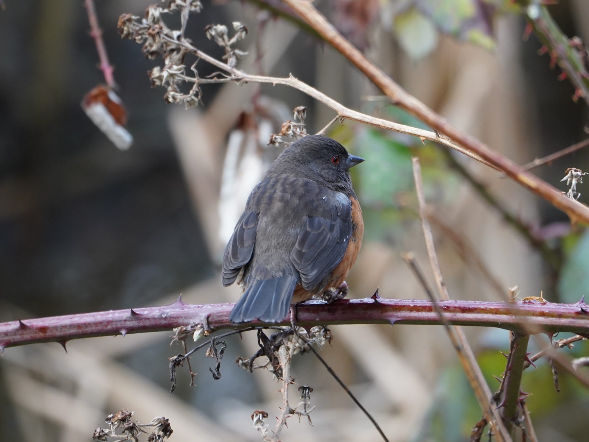 Spotted Towhee