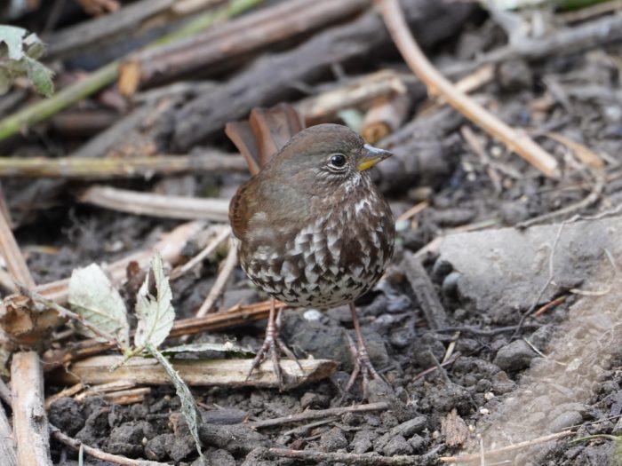 Fox Sparrow