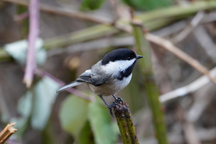 Black-capped Chickadee