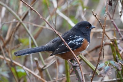 Spotted Towhee