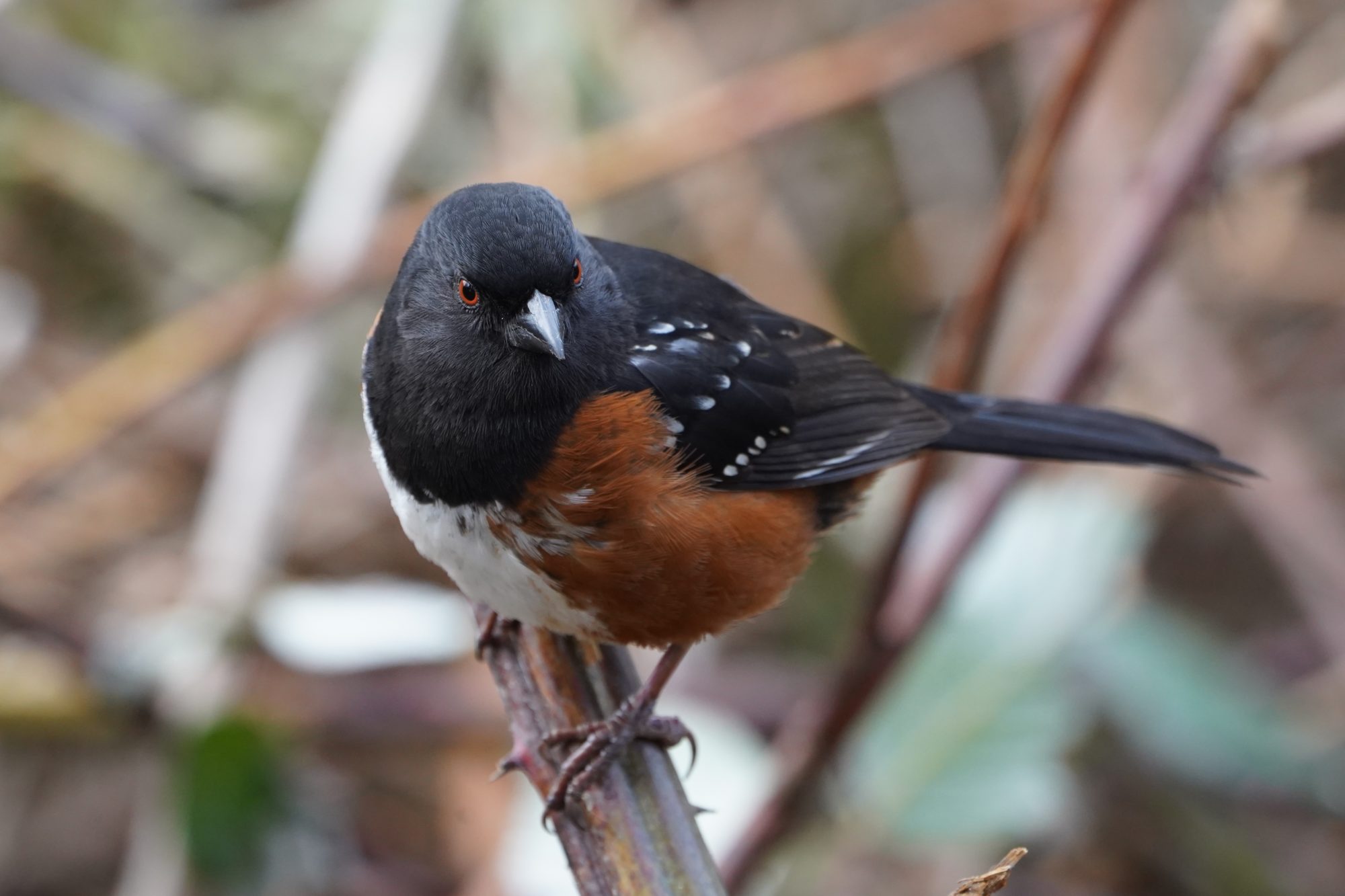 Spotted Towhee