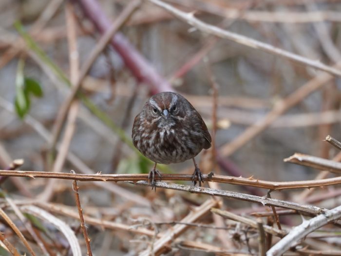 Song Sparrow