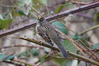 Golden-crowned Sparrow