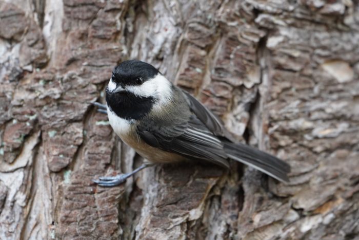 Black-capped Chickadee