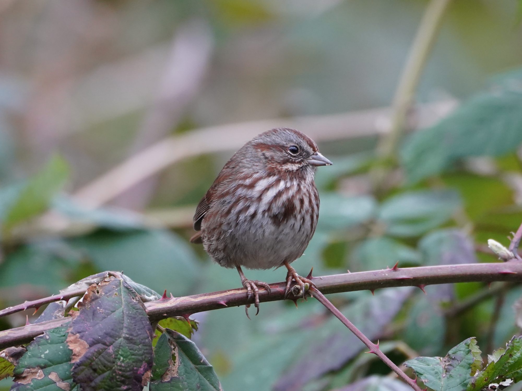 Song Sparrow