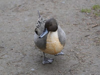 Northern Pintail