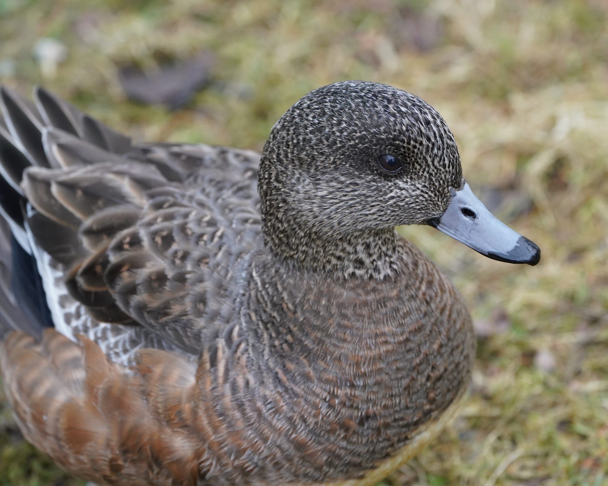 American Wigeon, female