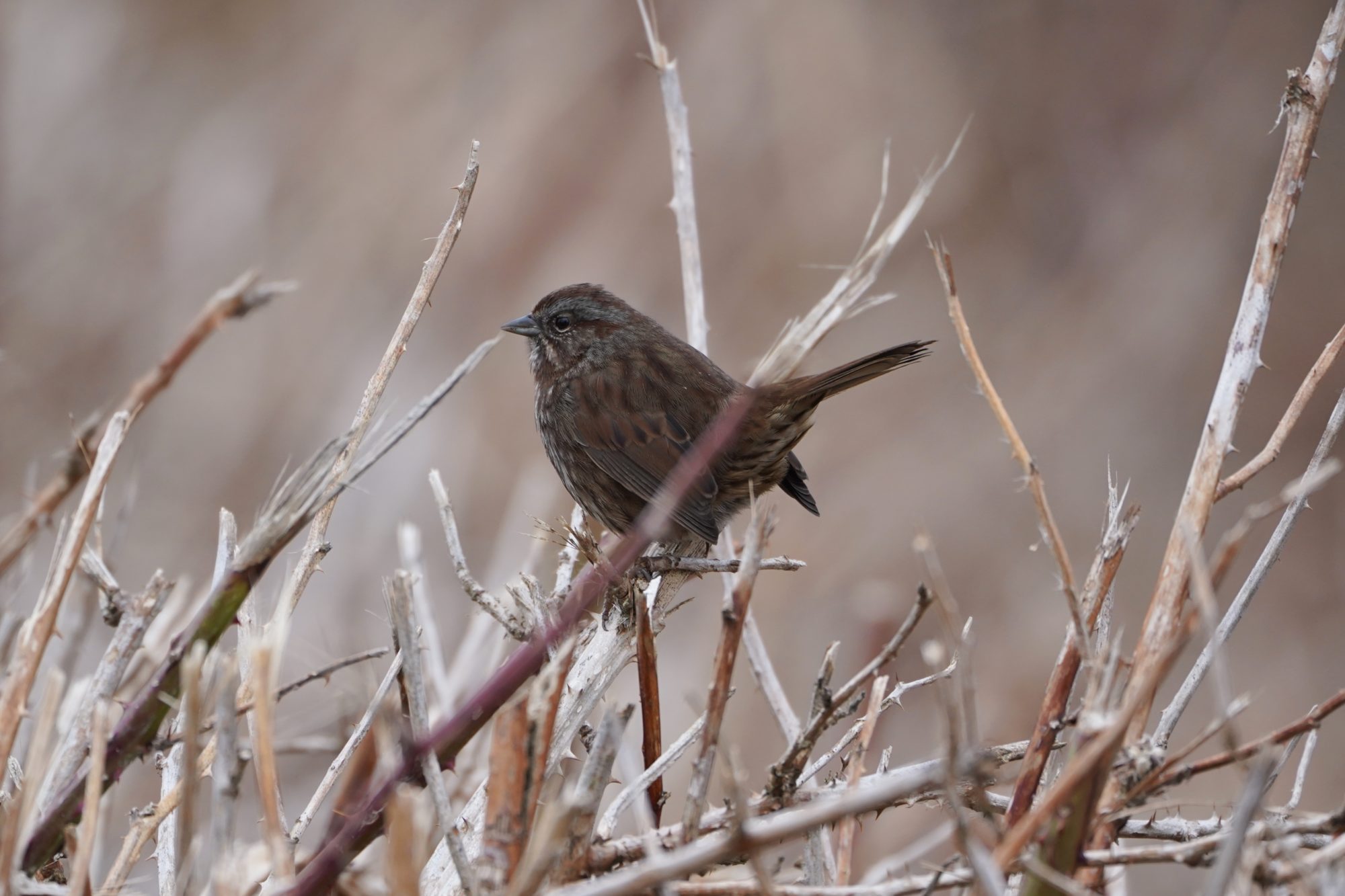 Song Sparrow