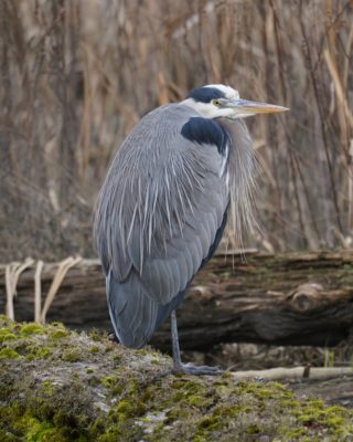 Great Blue Heron