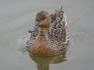 American Wigeon, female