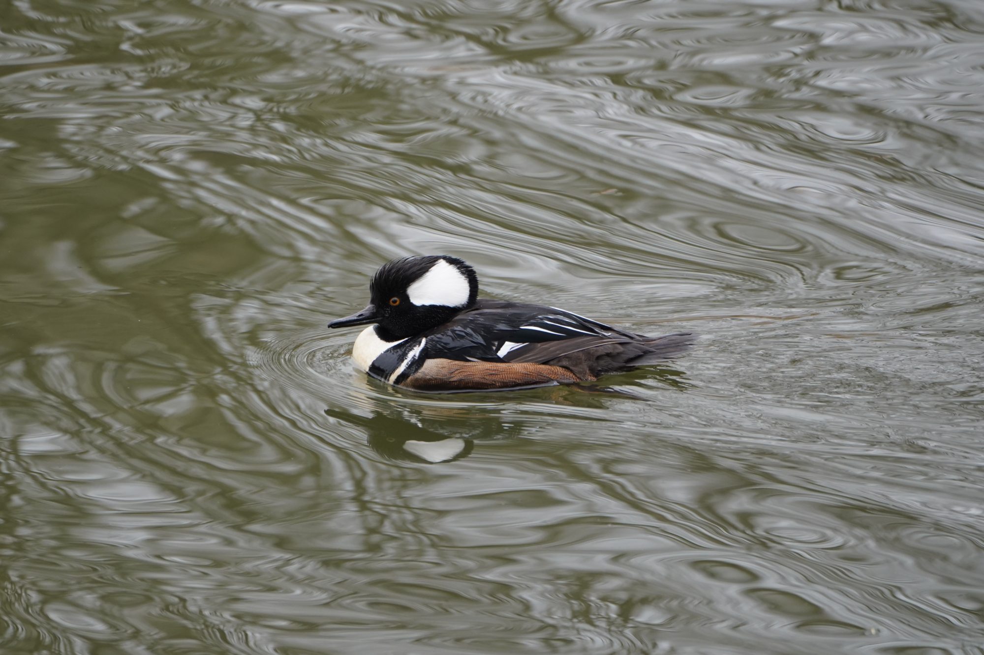 Hooded Merganser, male