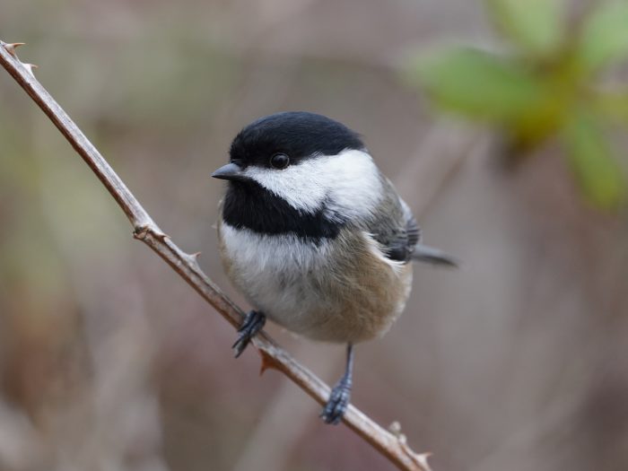 Black-capped Chickadee