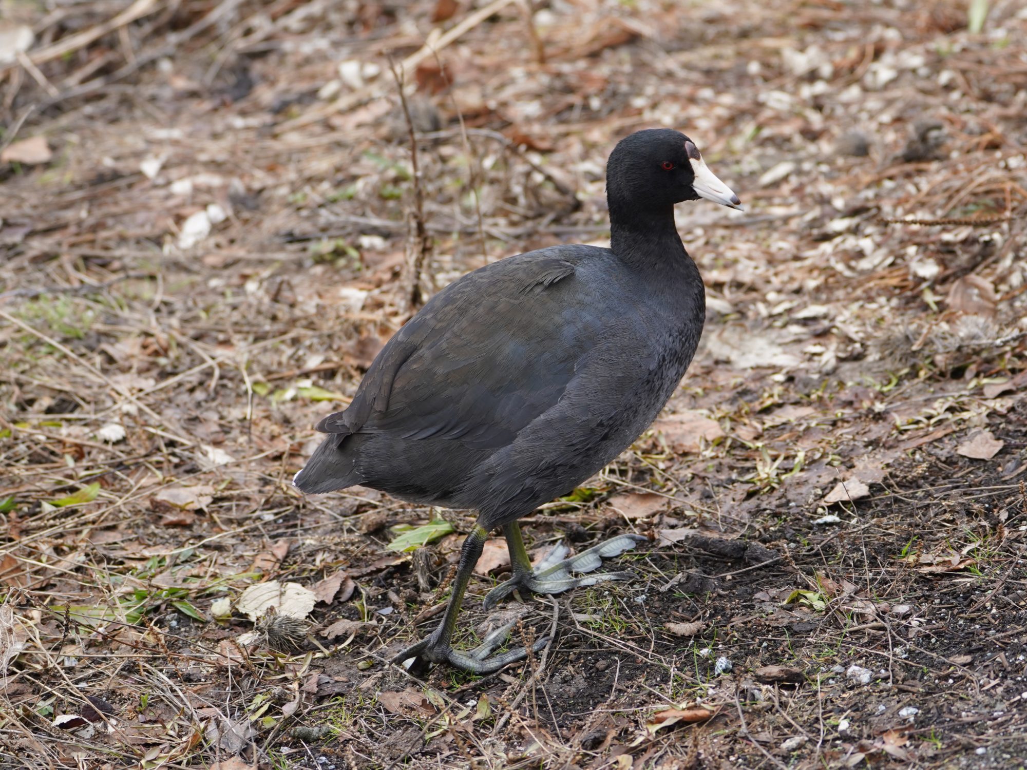 American Coot