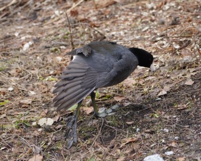 American Coot