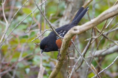 Spotted Towhee