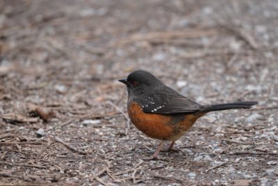 Spotted Towhee