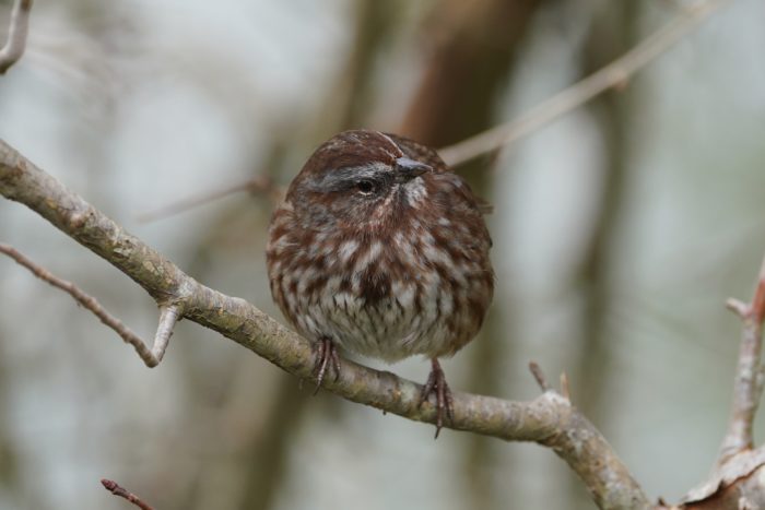 Song Sparrow