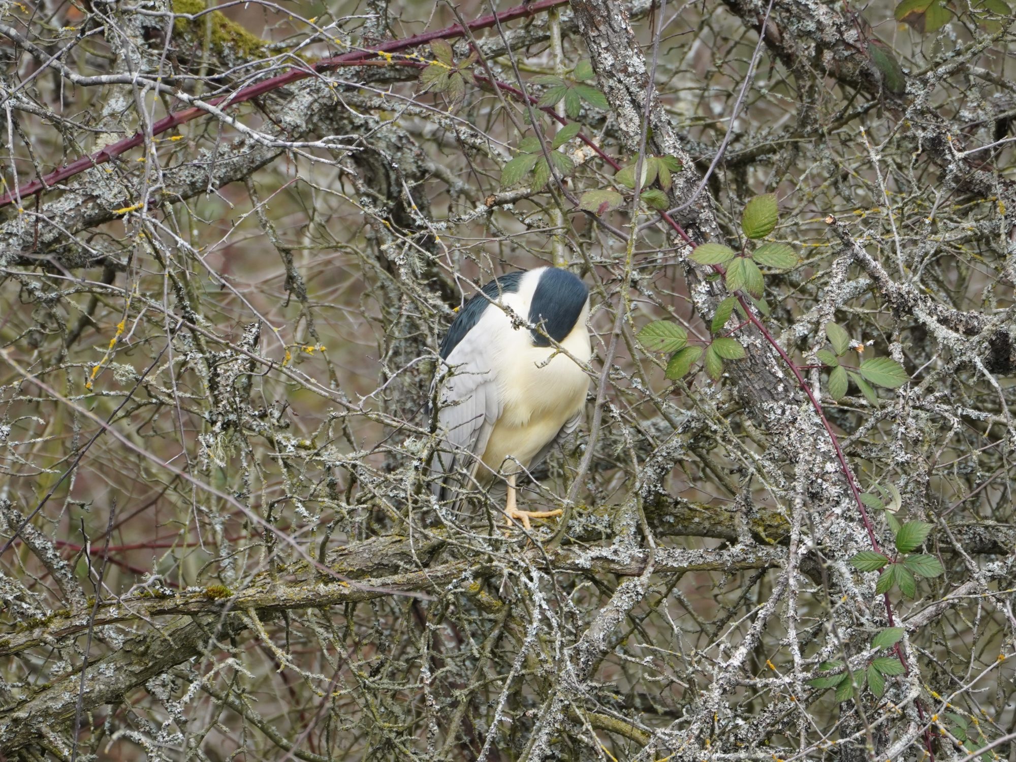 Black-crowned Night Heron