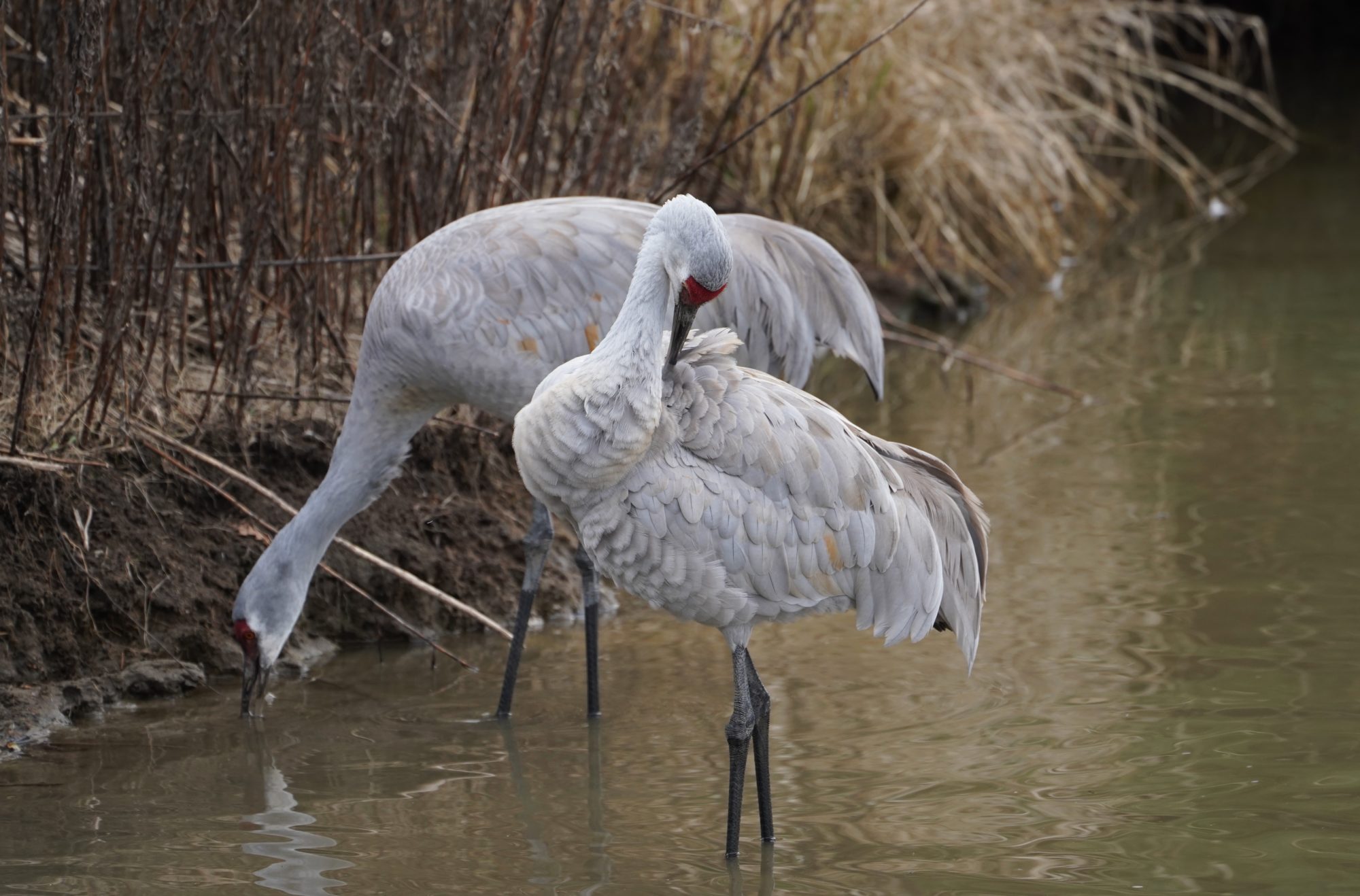 Sandhill Cranes