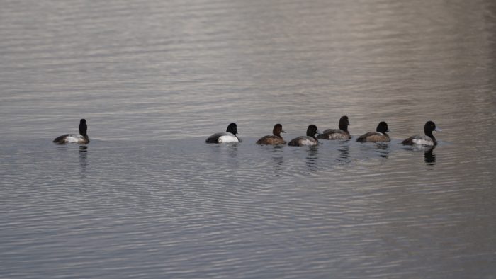 Lesser Scaups