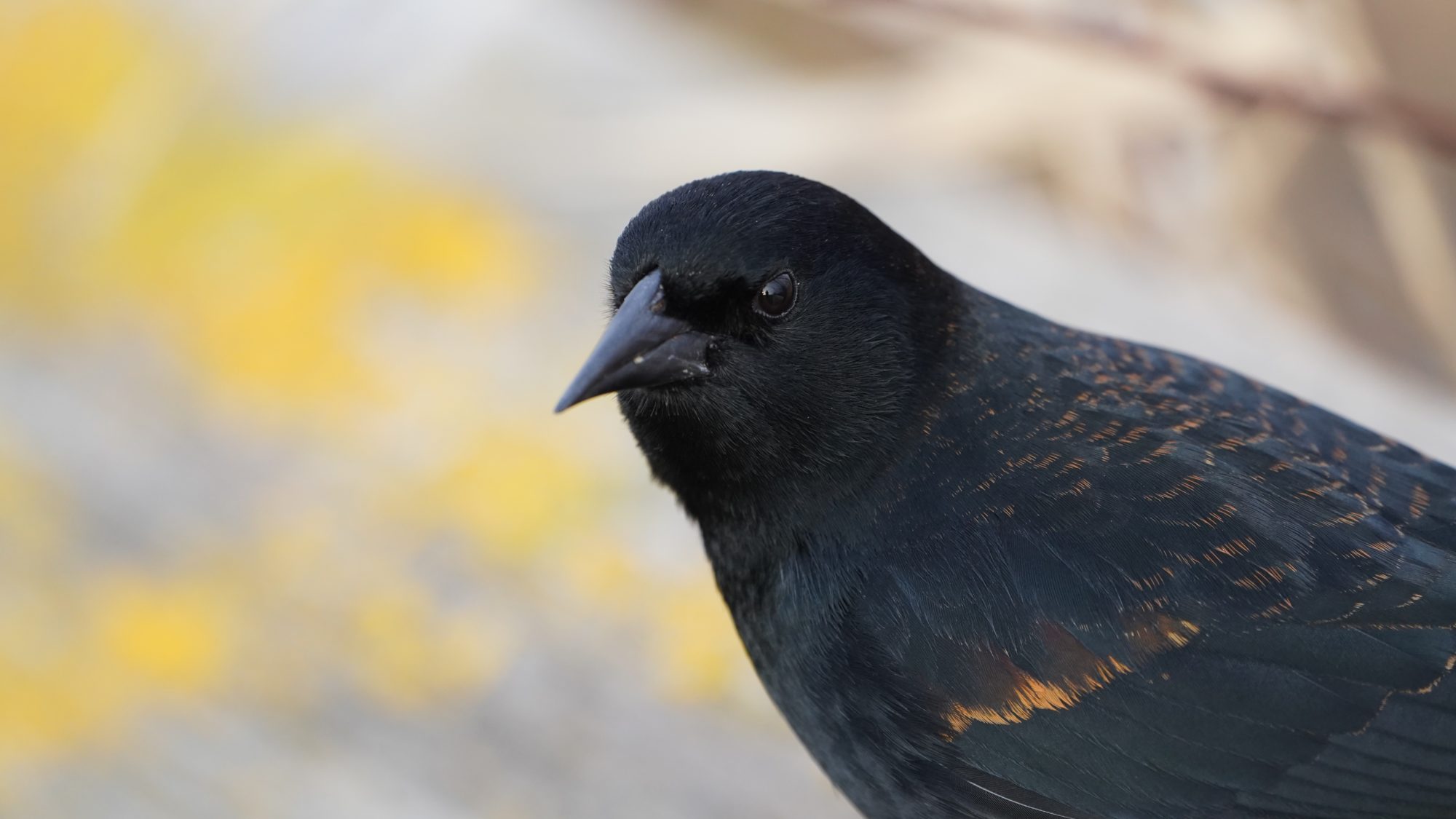 Red-winged Blackbird