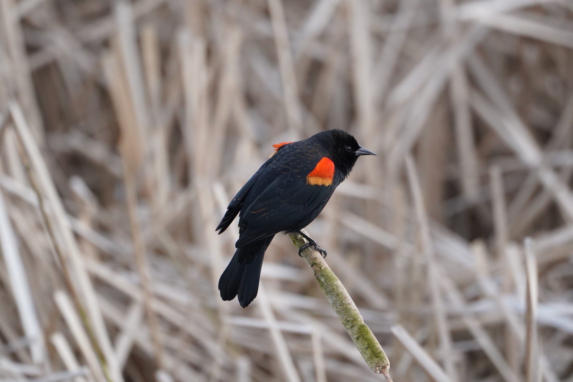 Red-winged Blackbird